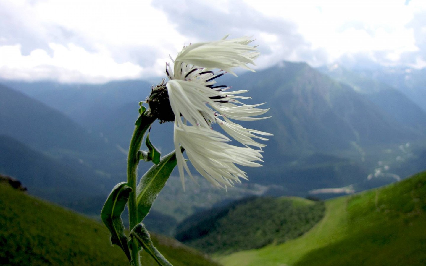 Горный цветок обои