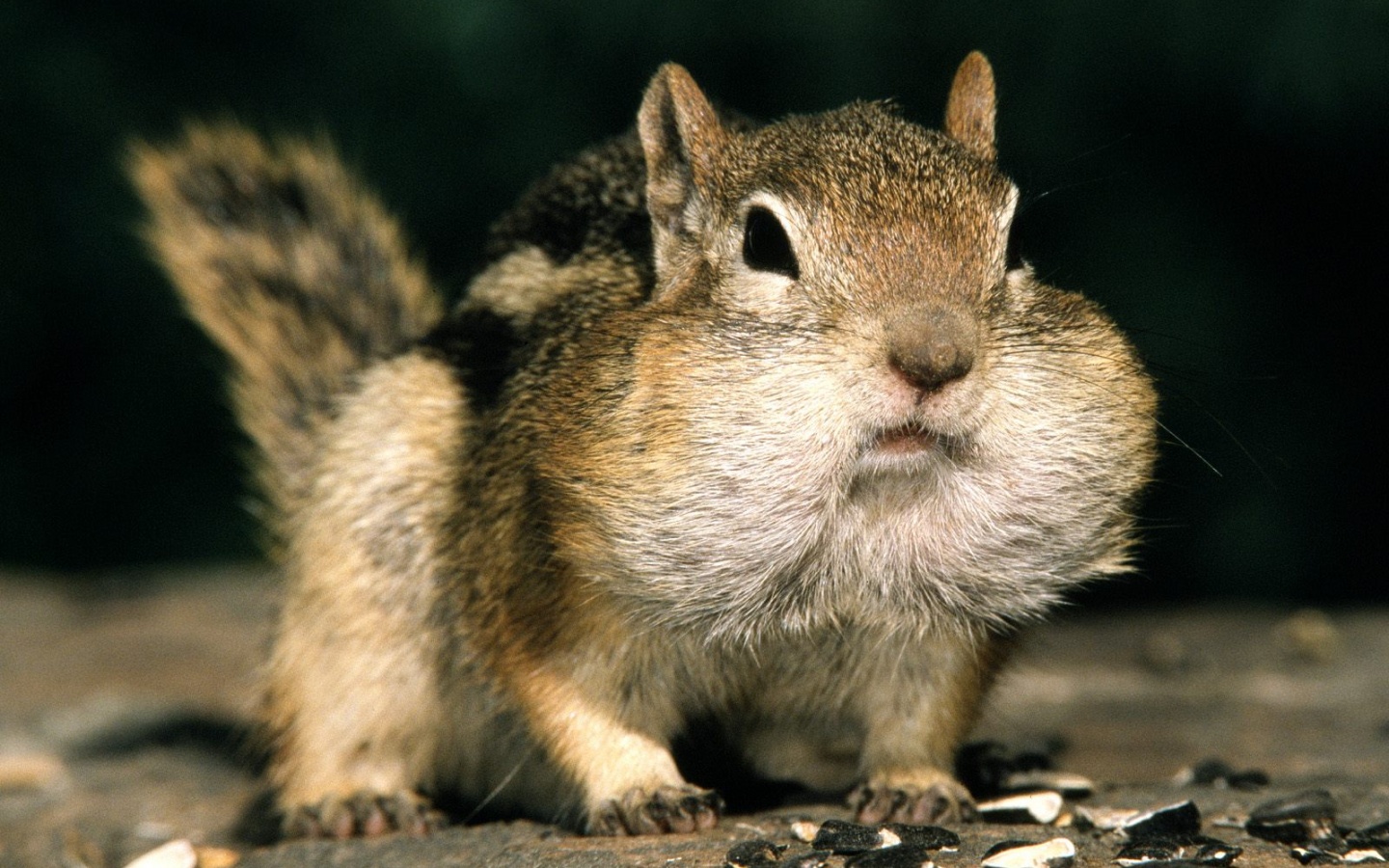 Не жадный, а бережливый обои