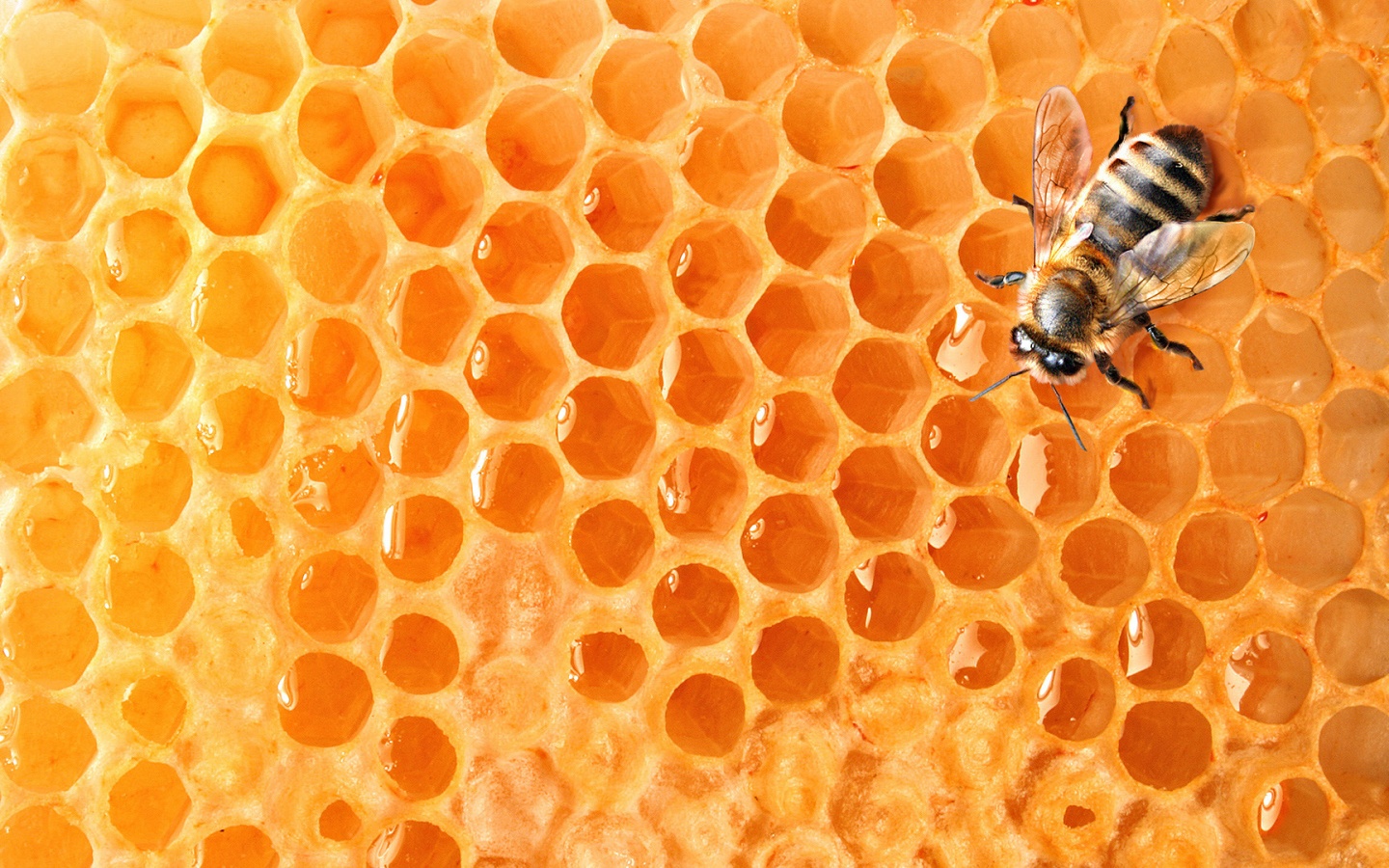 Пчела на сотах с медом обои