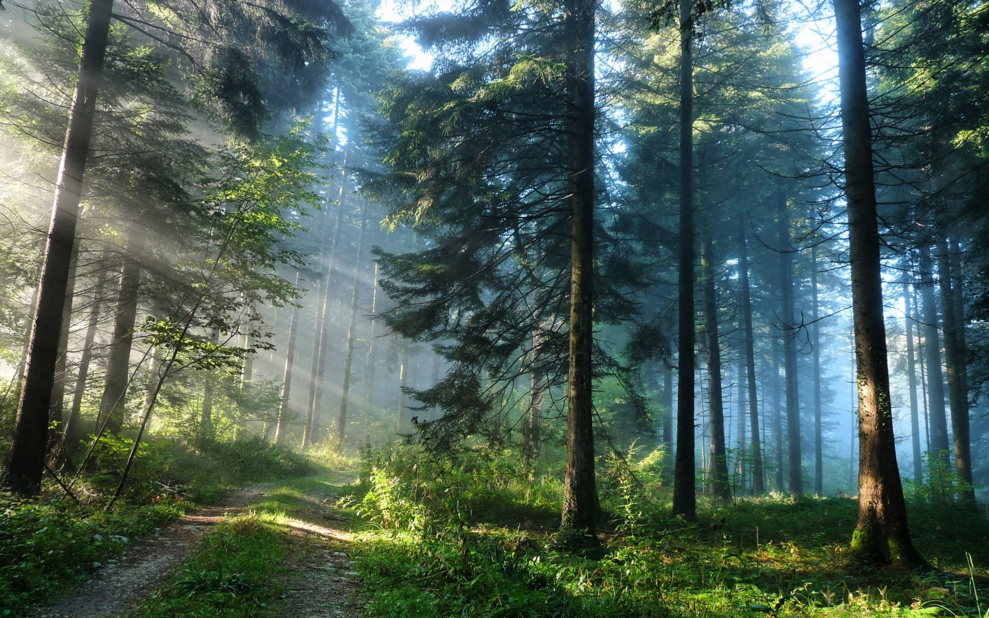 Тропа в лесу обои