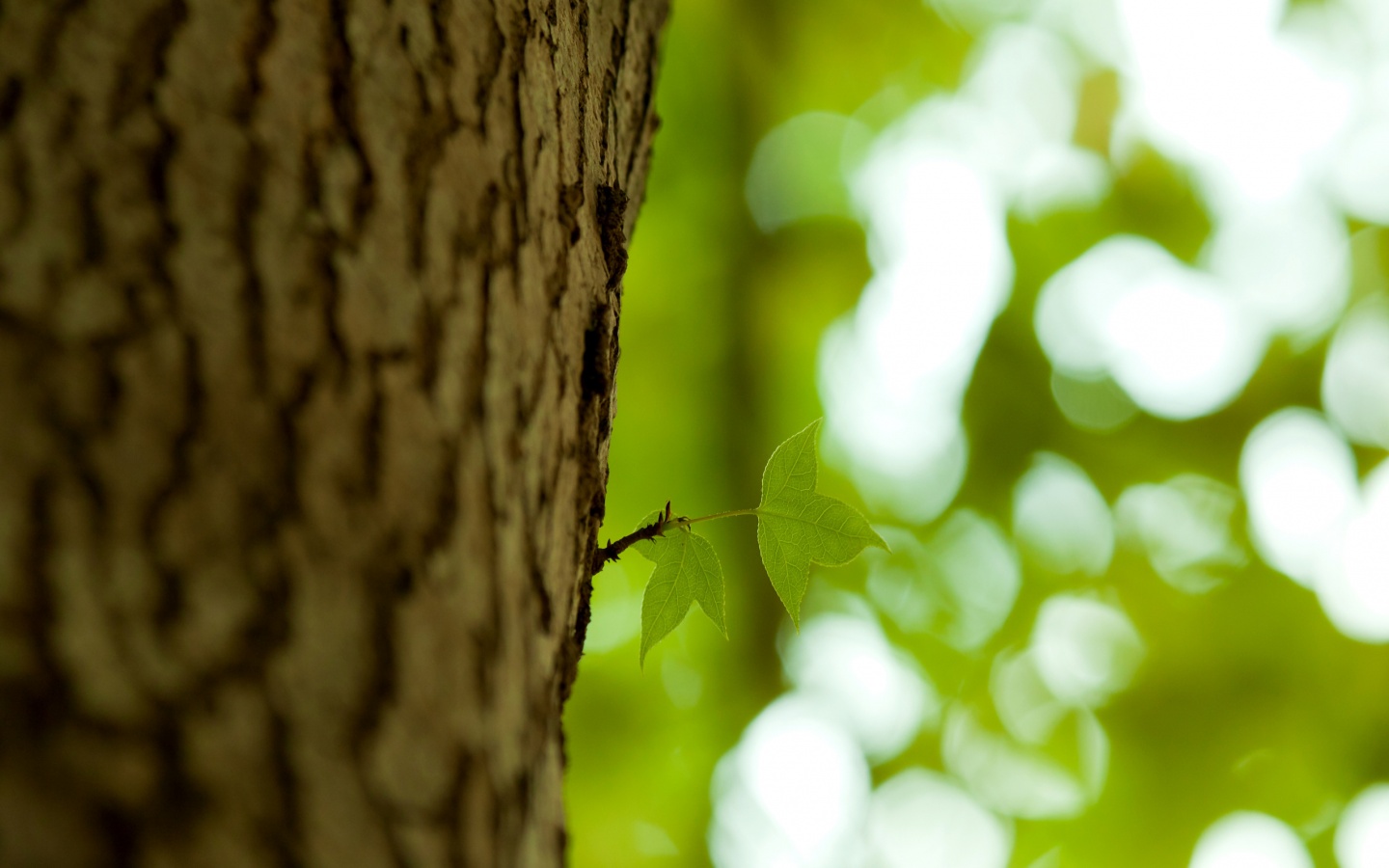 Листок на стволе дерева обои