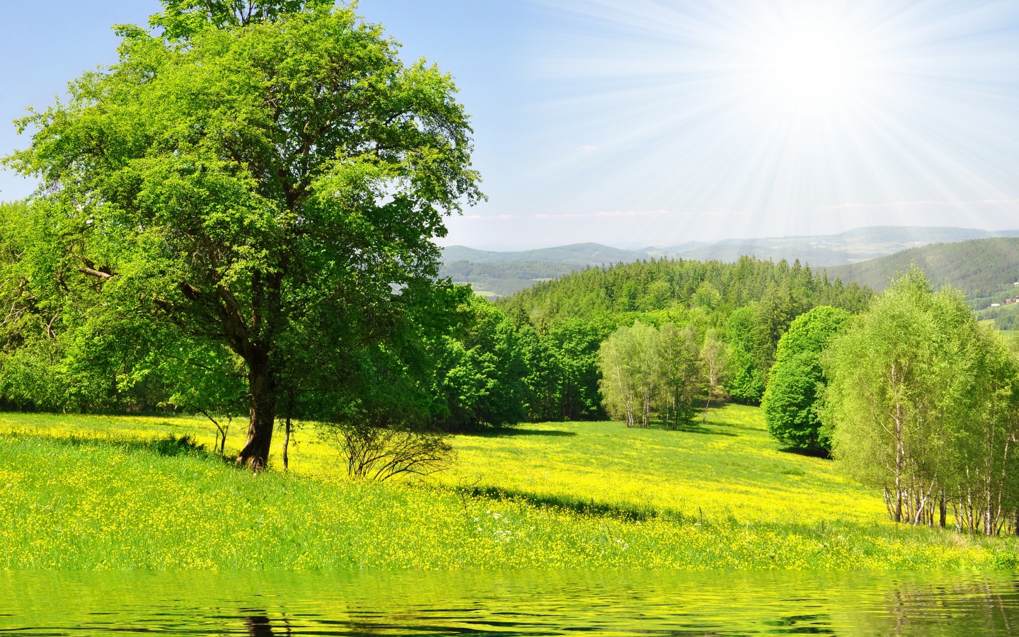 Дерево у воды обои