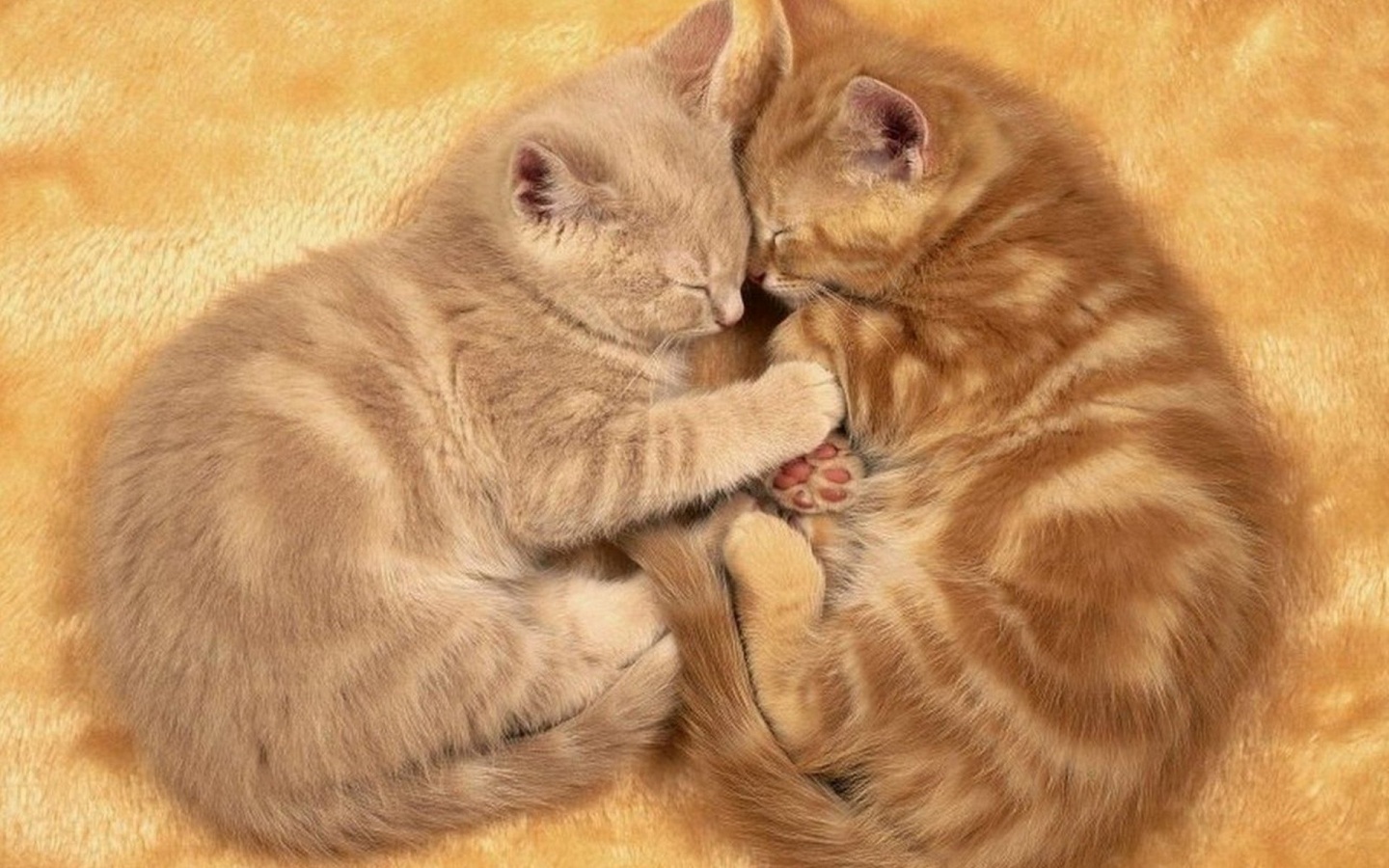 Рыжие котята в обнимку обои