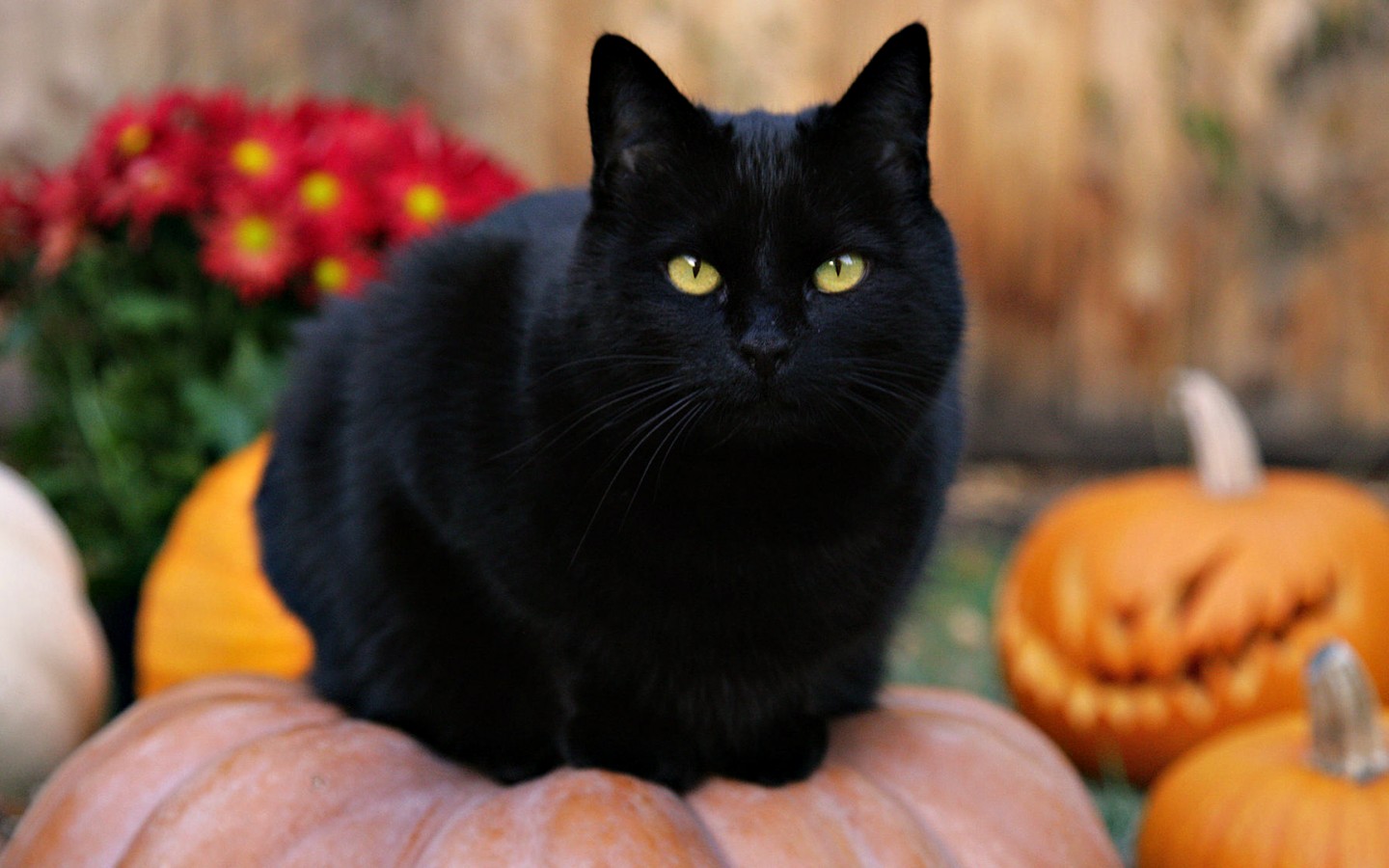 Чёрный кот на тыкве обои
