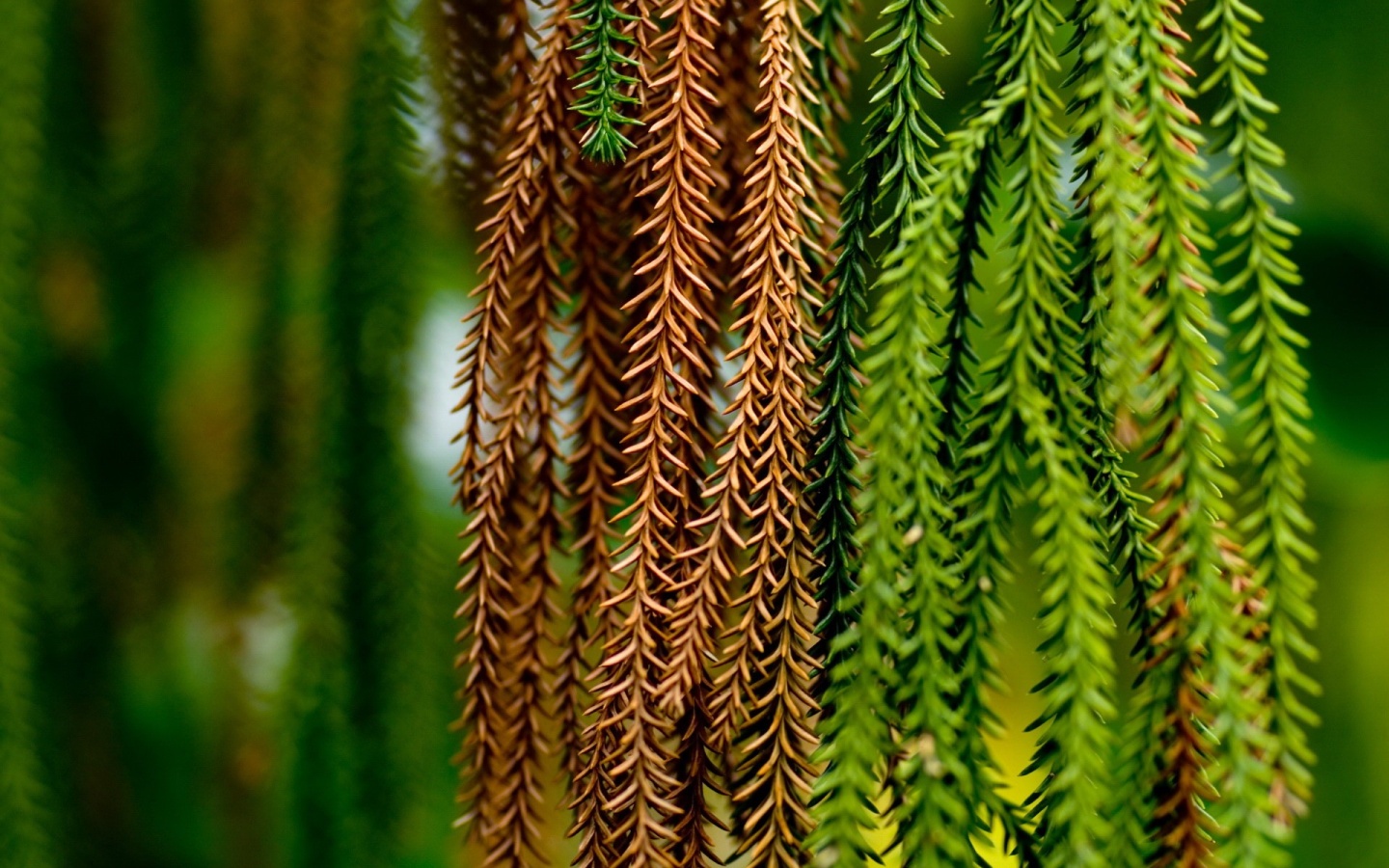 Зеленые колючки обои