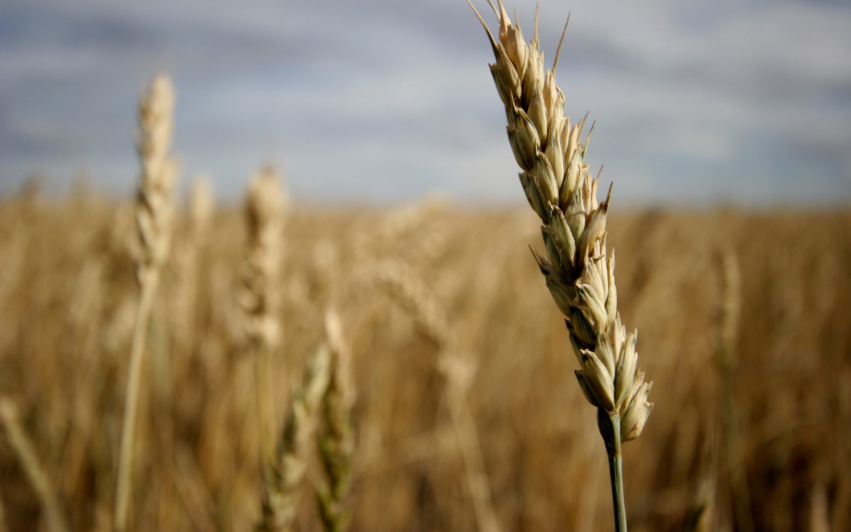 Колосок обои