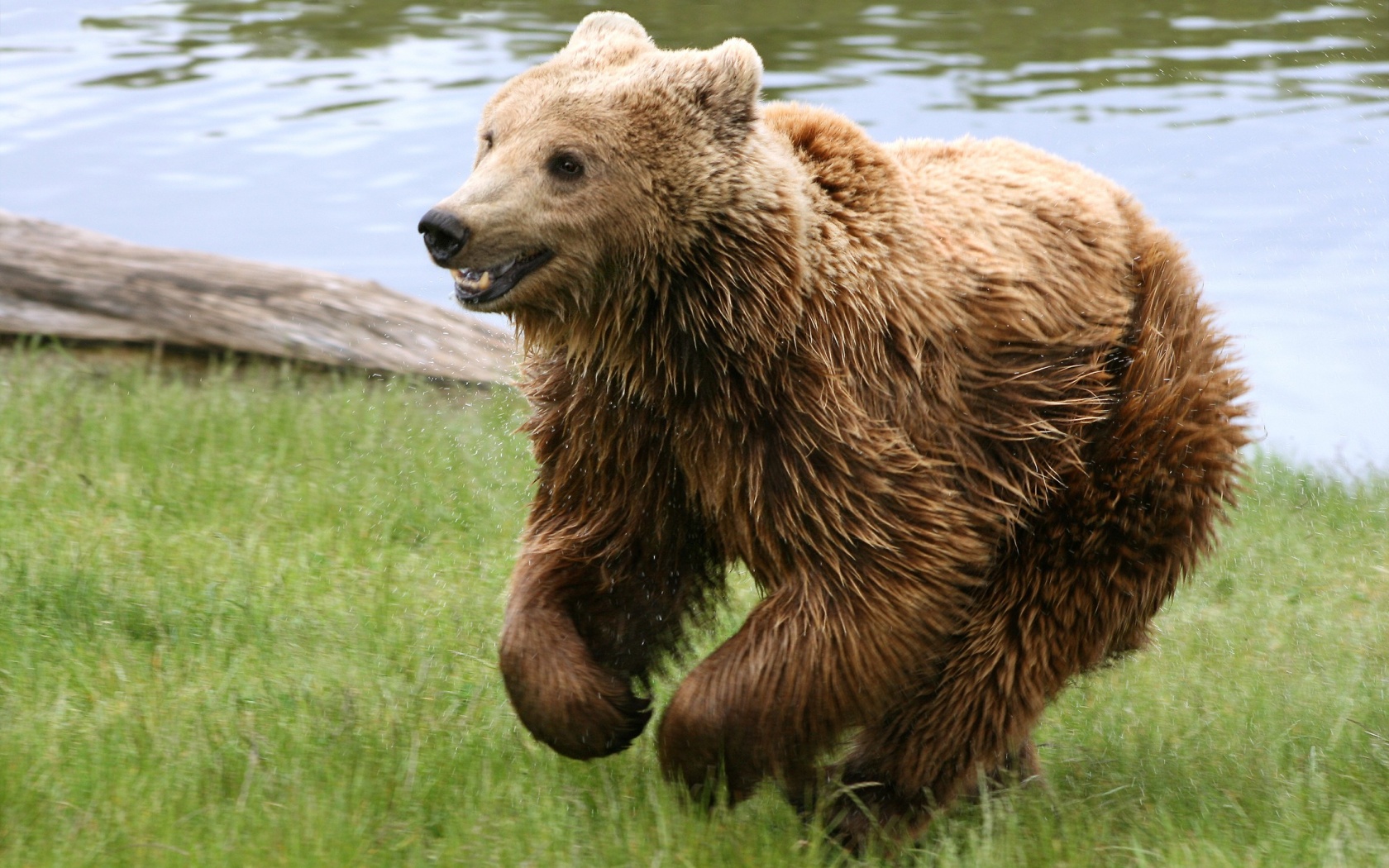 Мокрый мишка обои