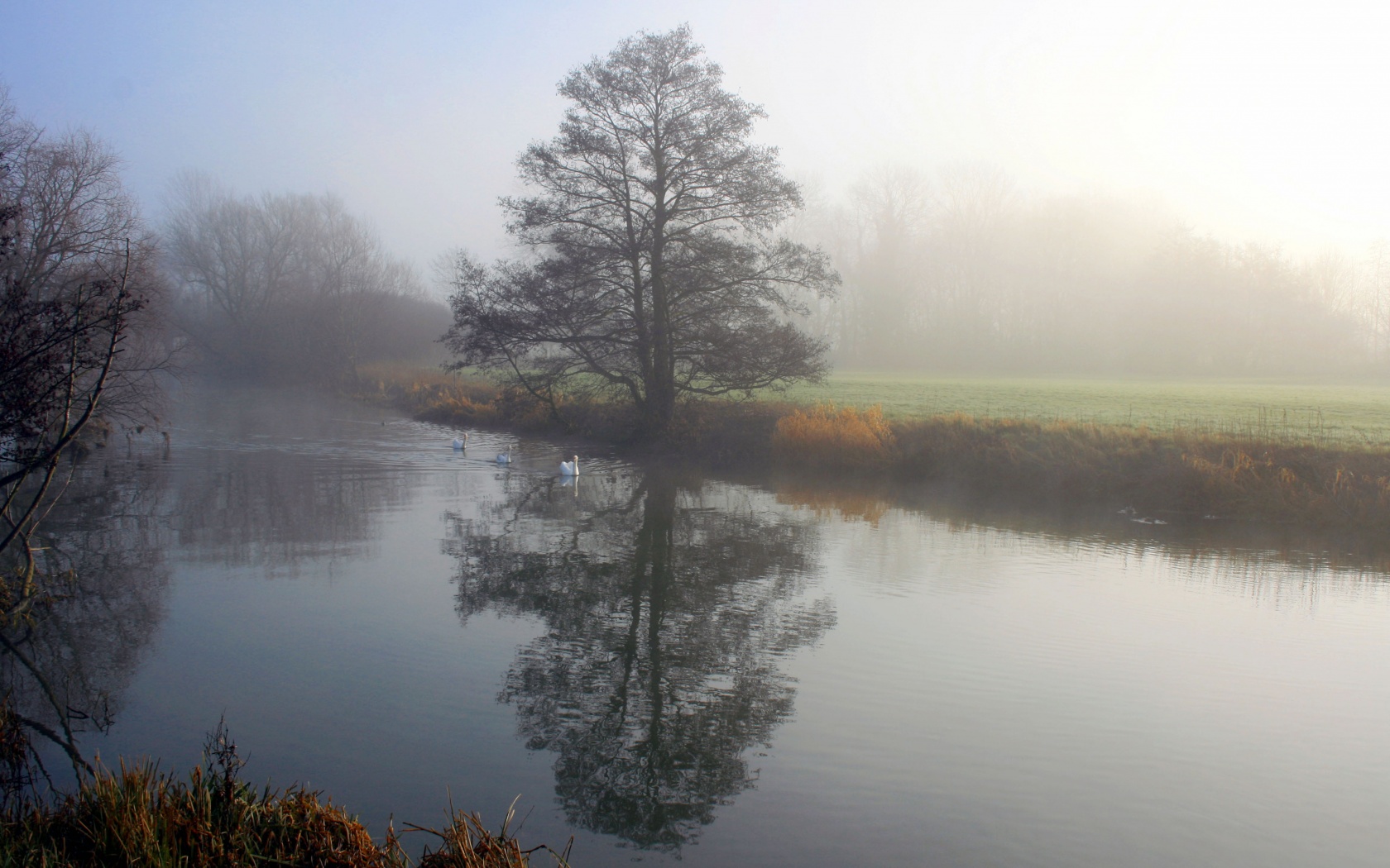 Дерево в тумане обои