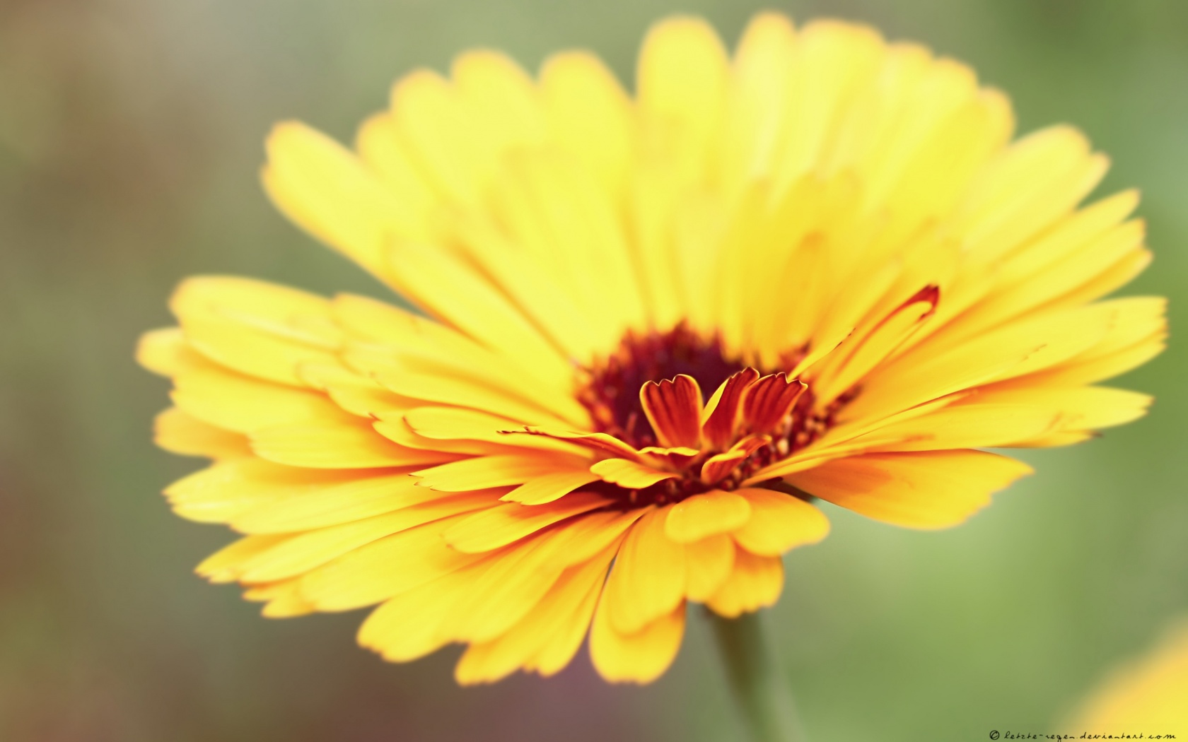 Желтый гербер обои