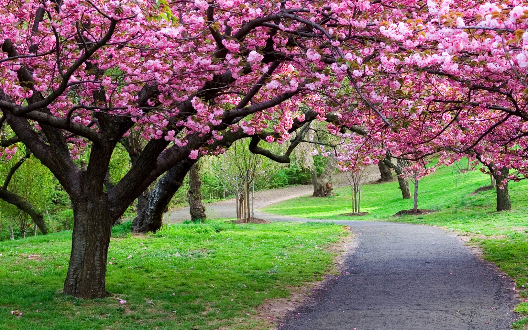 Дорожка между деревьями обои