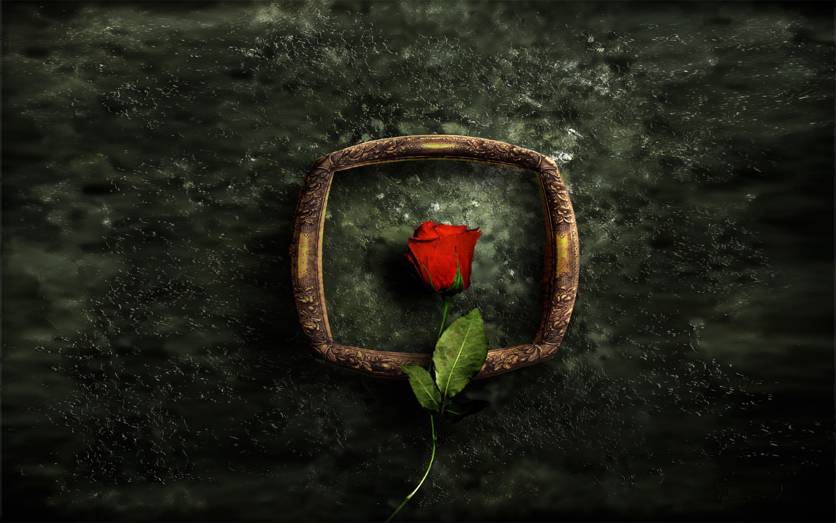 Роза на картинной раме обои