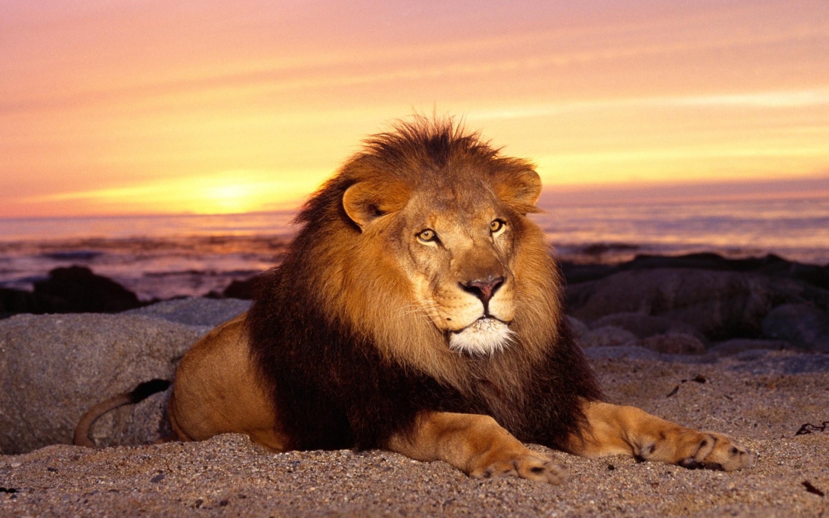Лев на берегу океана обои
