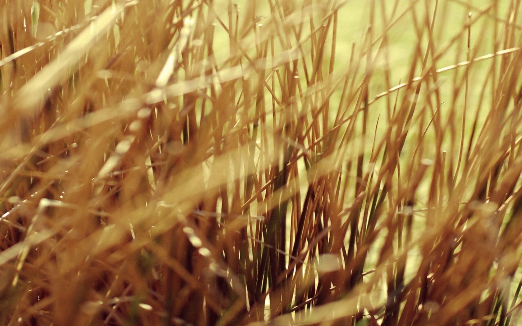 Высохшие травяные стебли обои