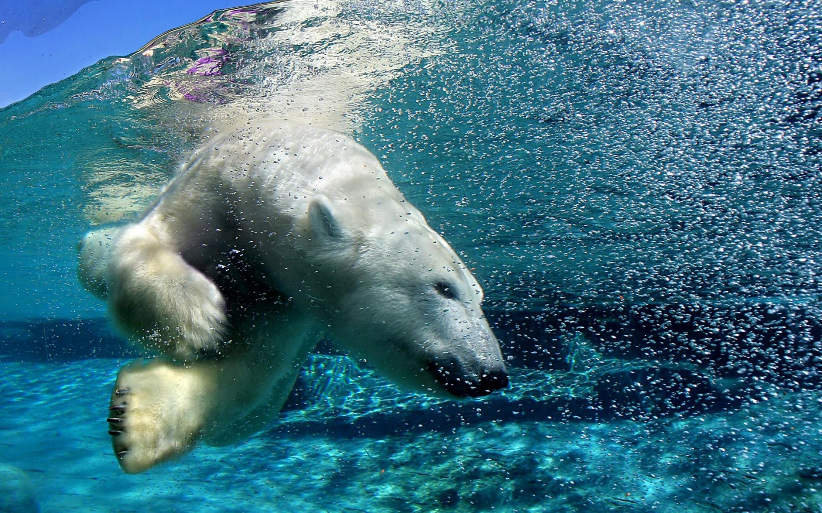 Нырнувший белый медведь обои