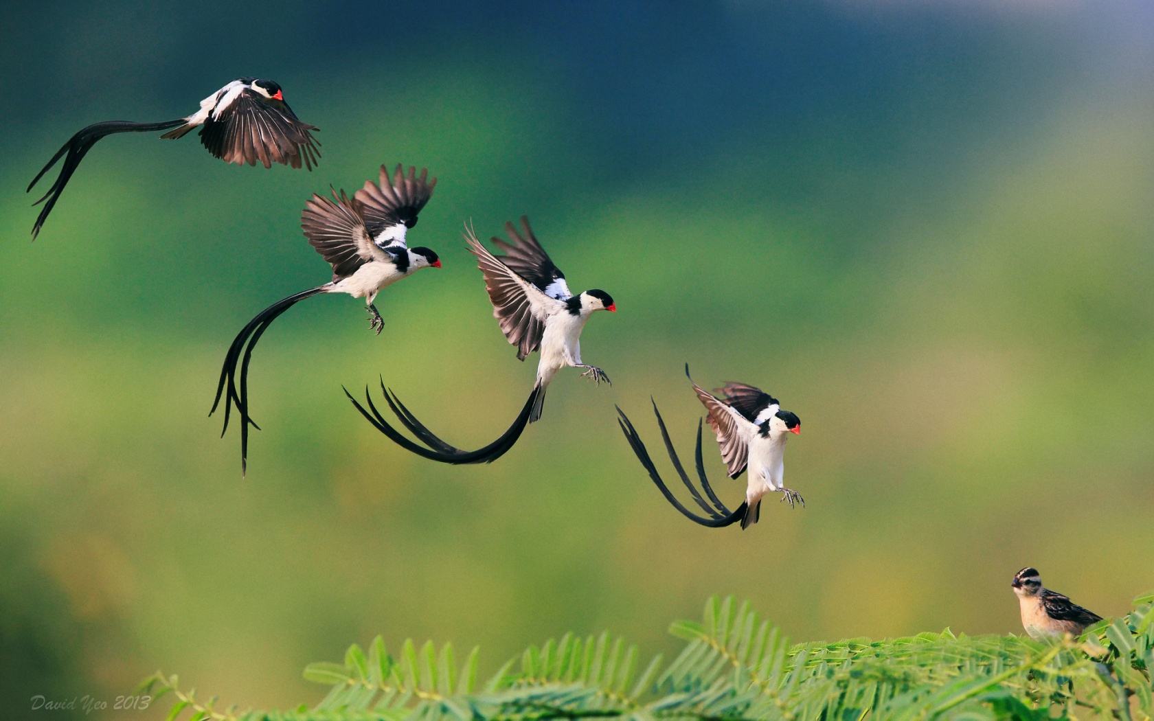 Приземляющаяся птичка обои