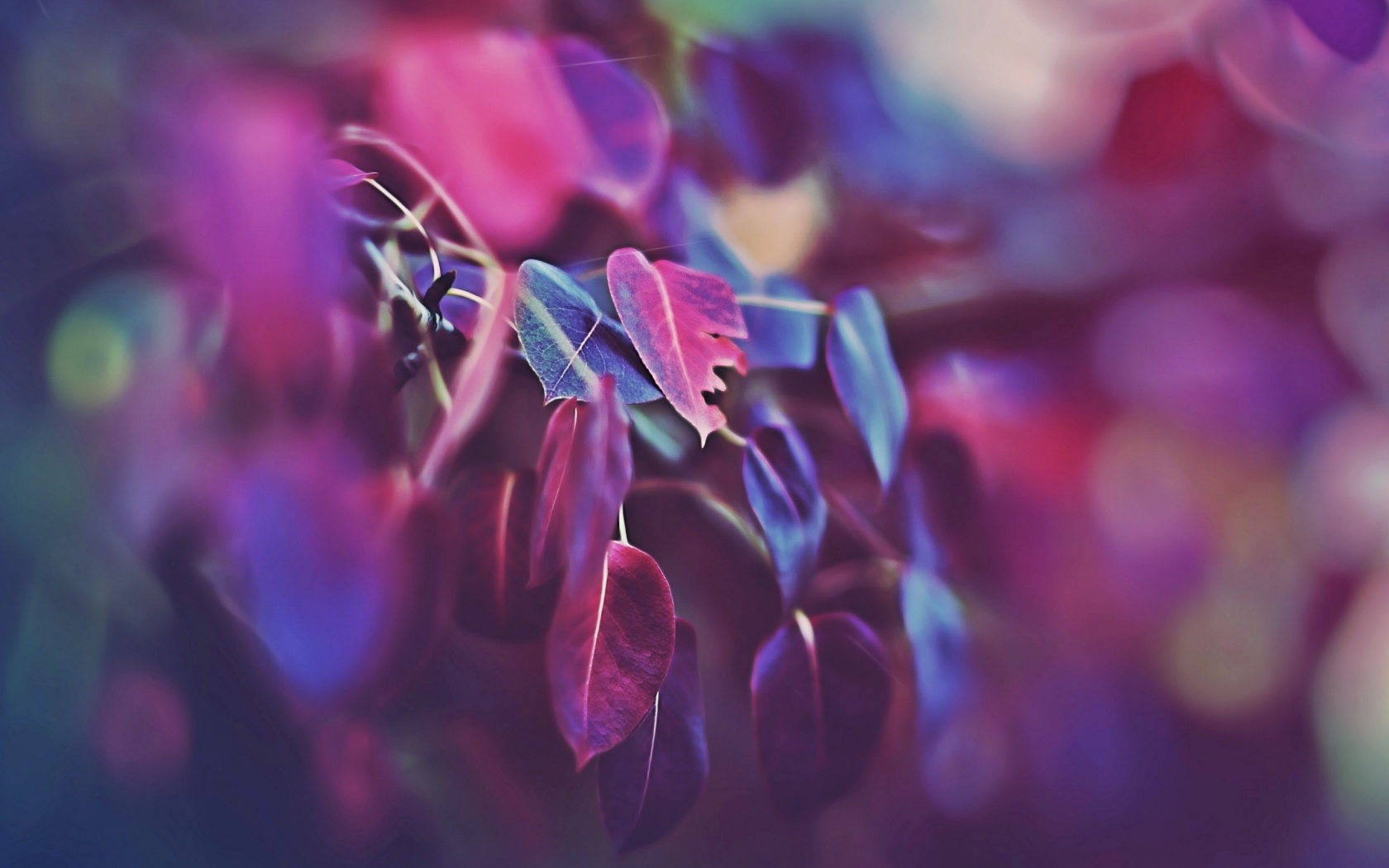 Фиолетовые листья обои