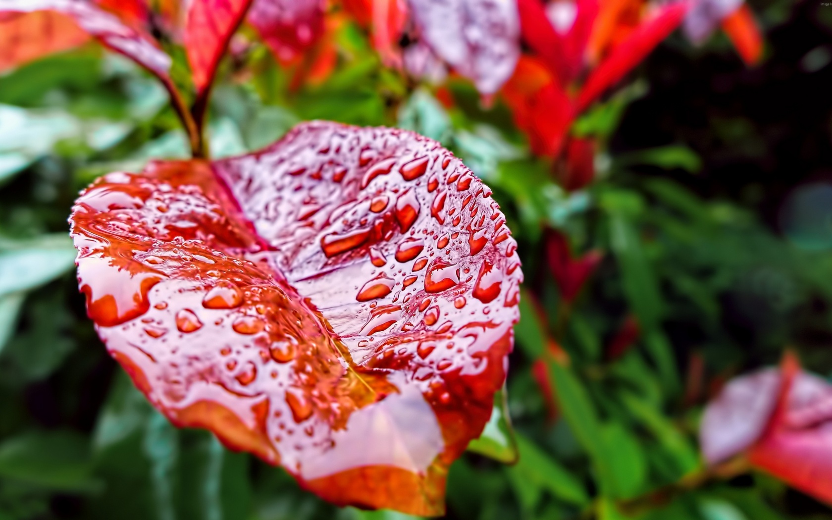 Красный лист в каплях воды обои
