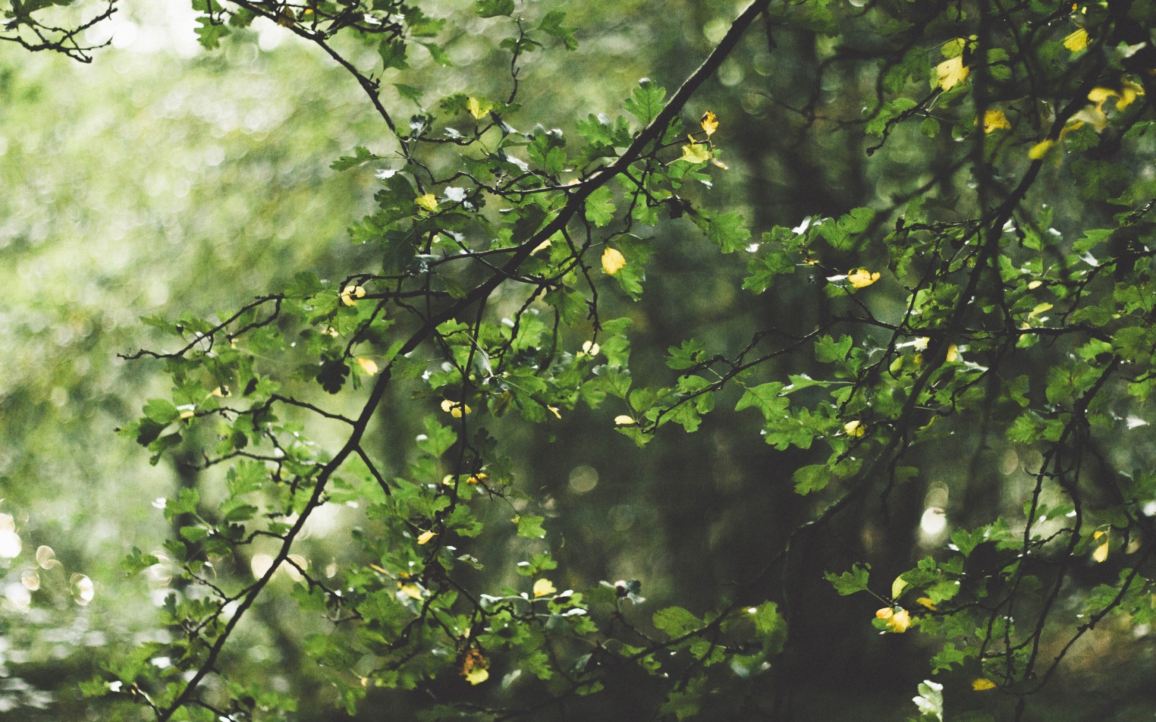 Дубовая зеленая листва обои