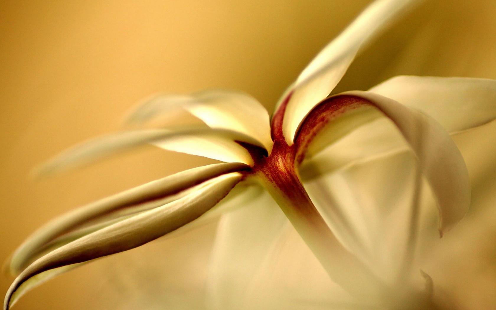 Цветок обои