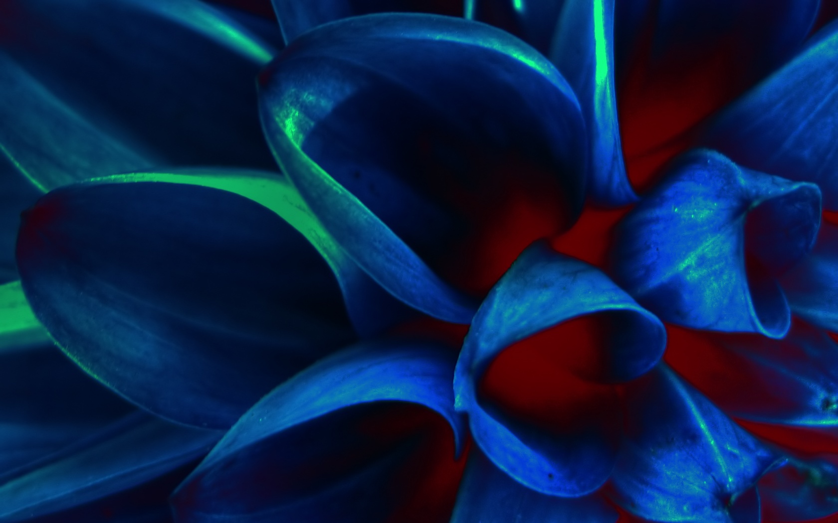 Лепестки обои