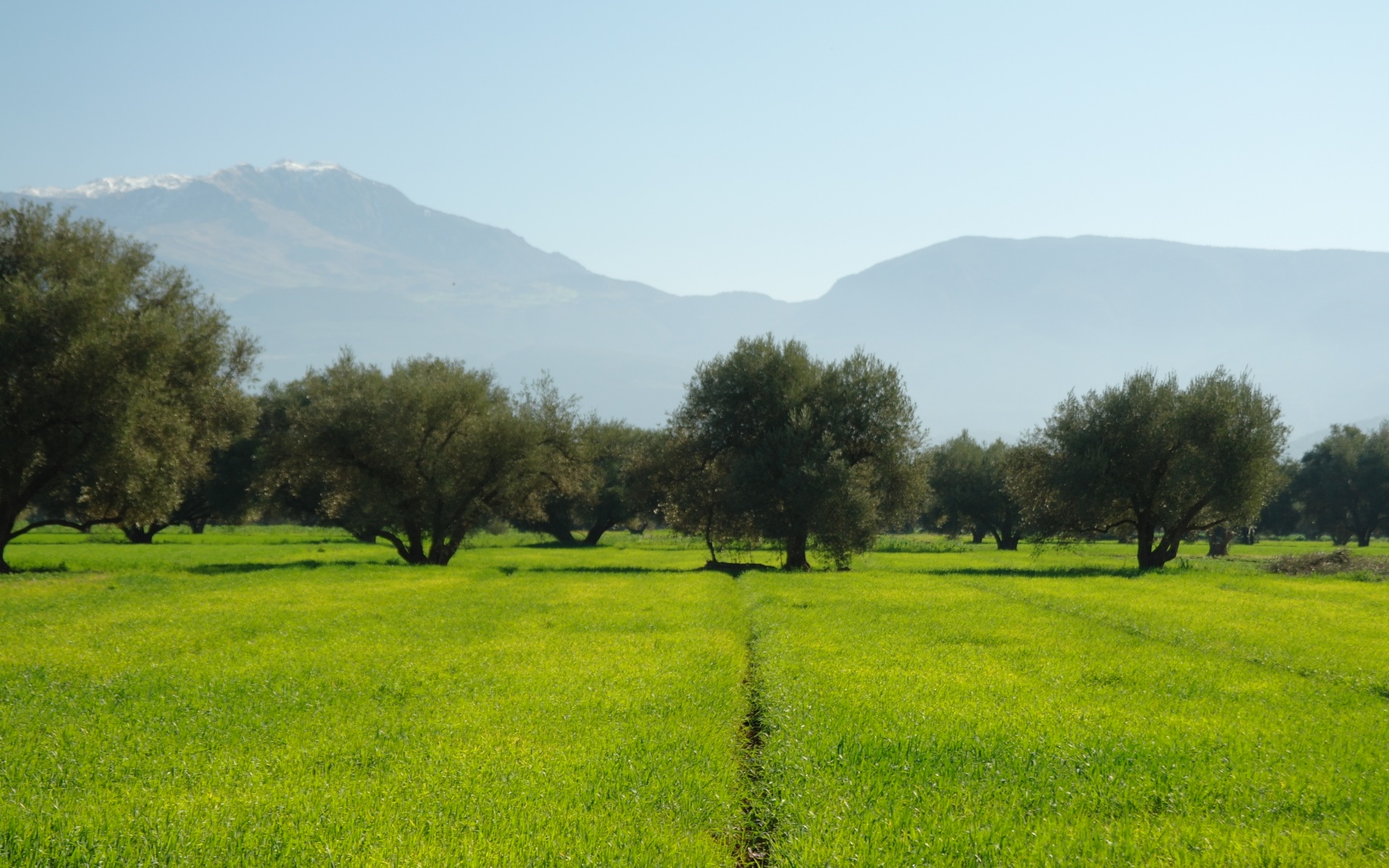 Зеленое поле обои