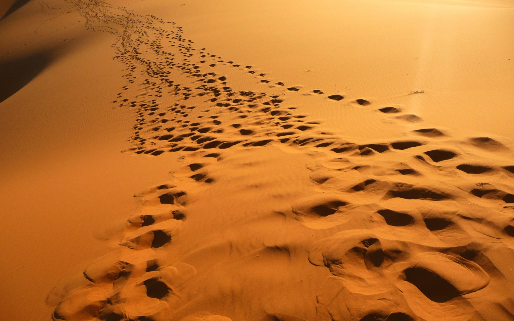 Следы в пустыне обои