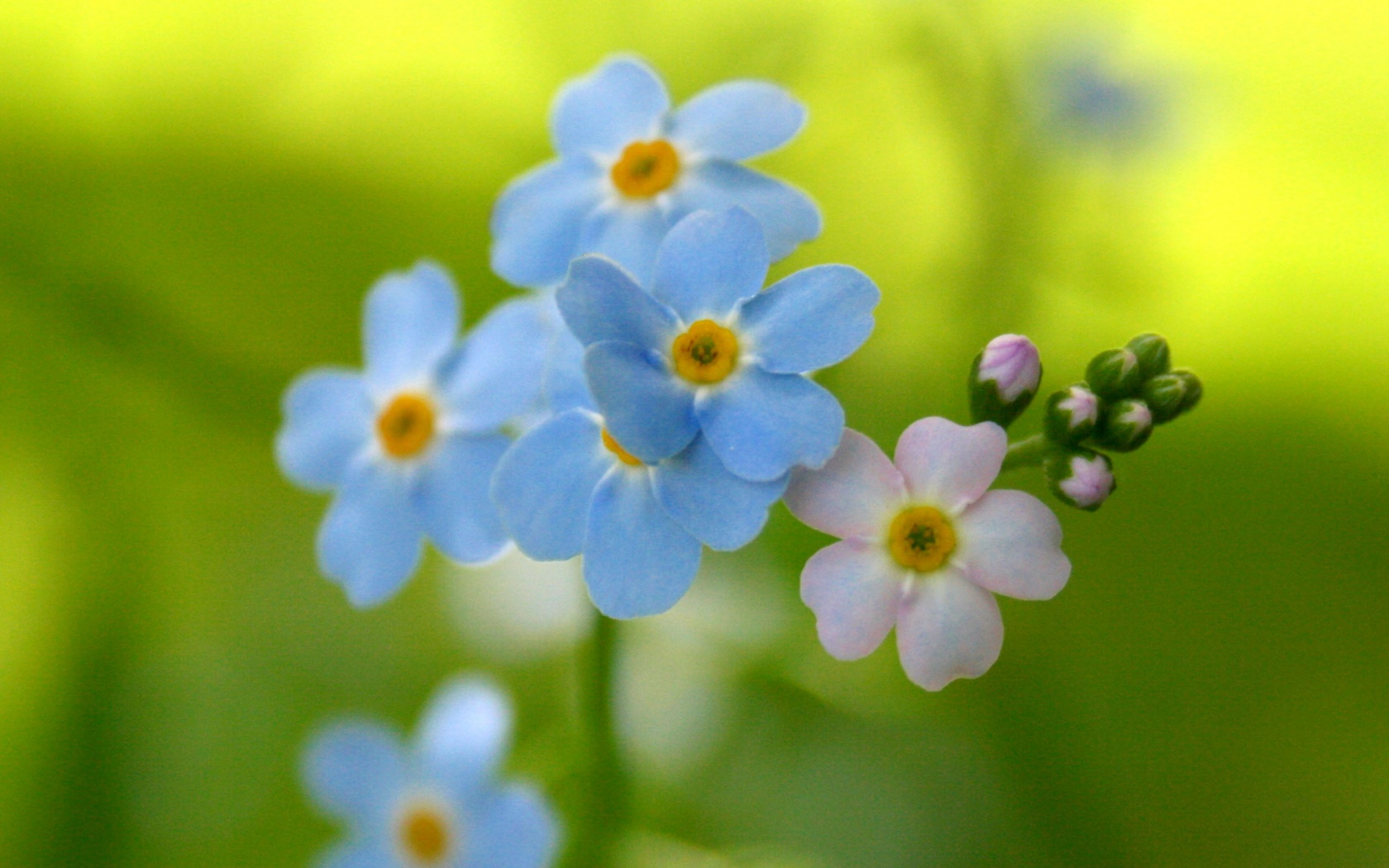 Обои цветов обои