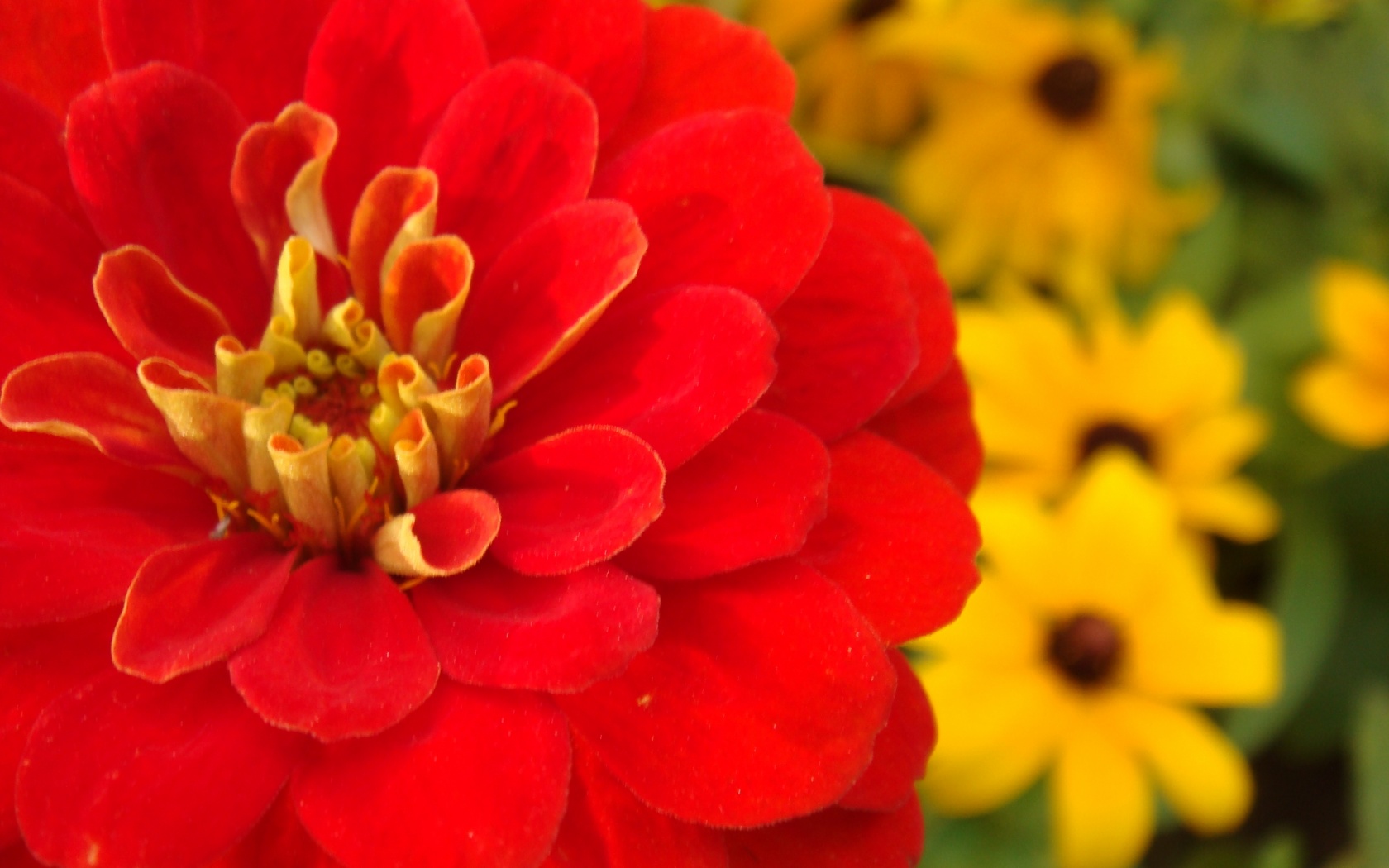 Красный цветок обои