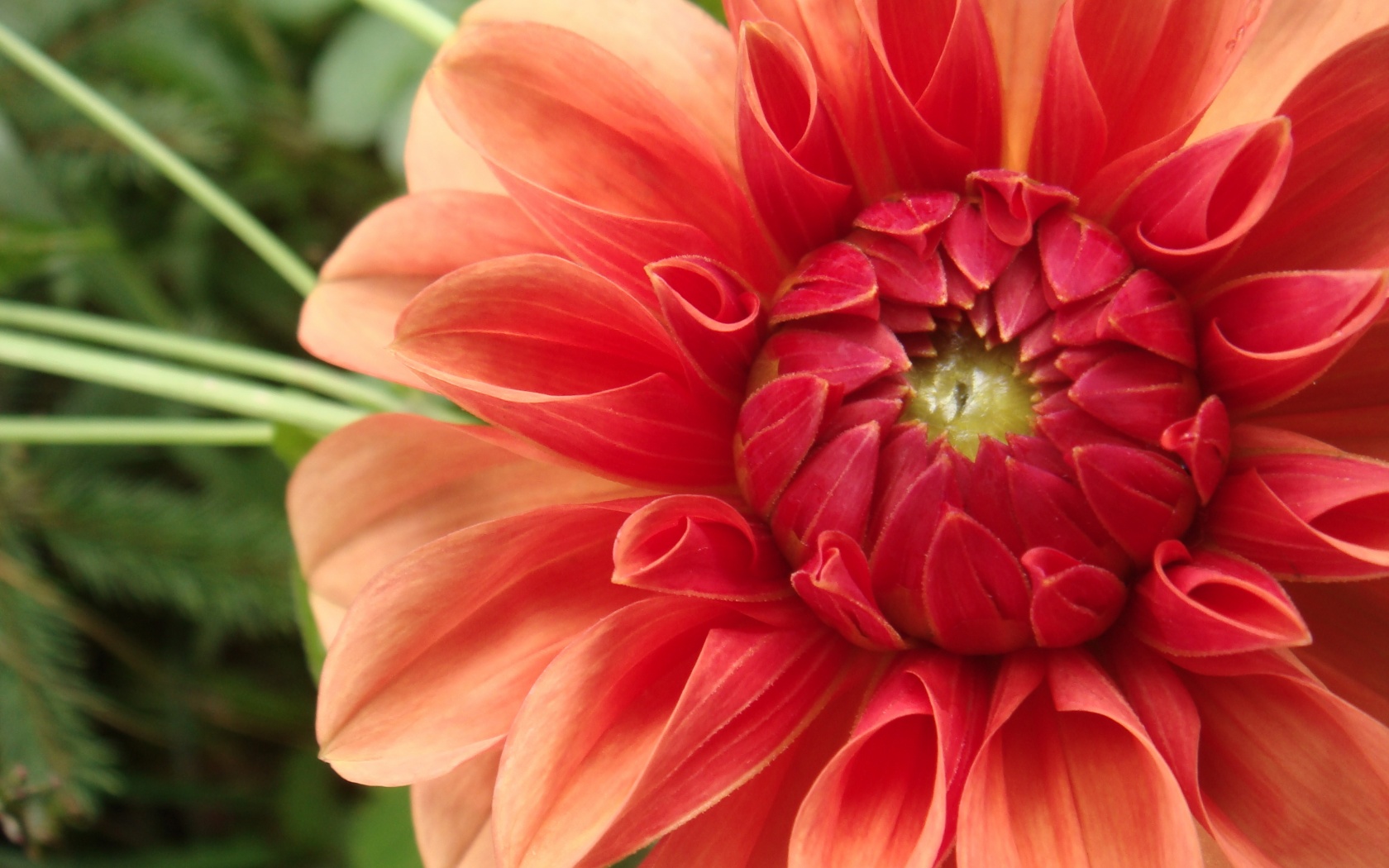 Аленький цветочек обои