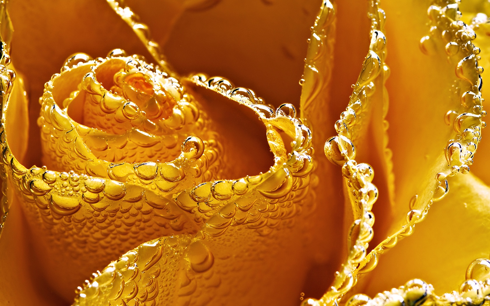 Мокрый желтый цветок обои