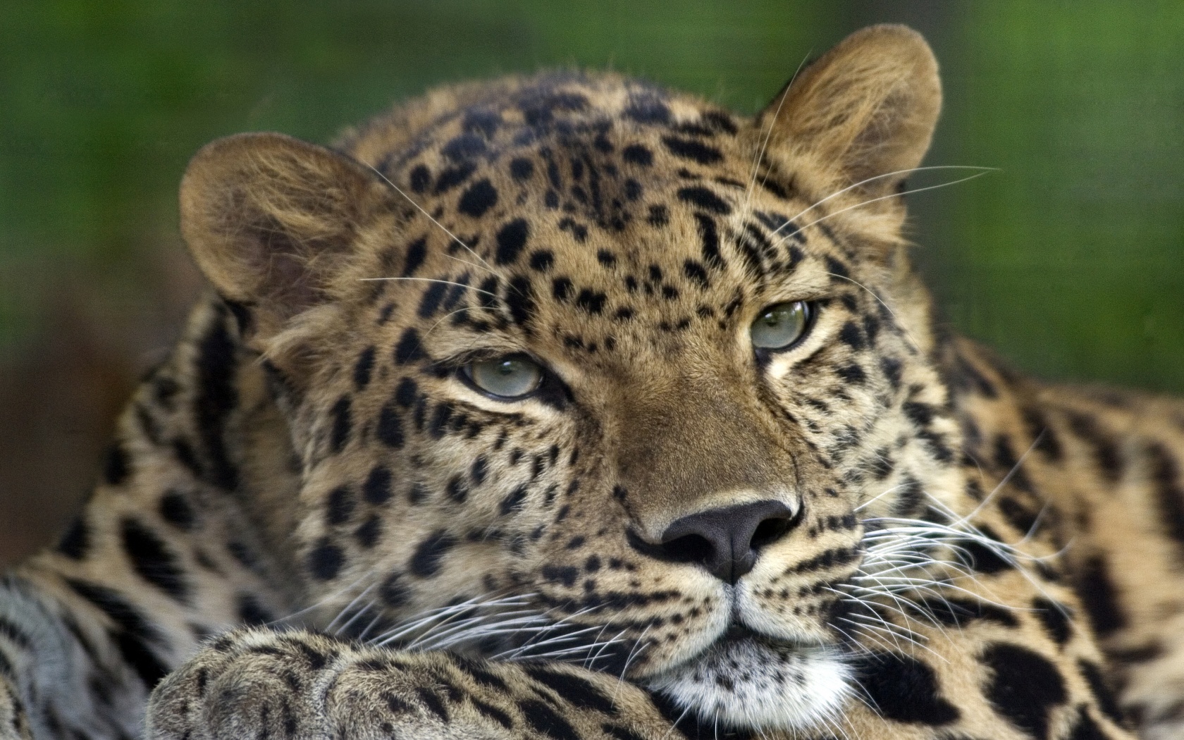 Злопасный ягуляр обои