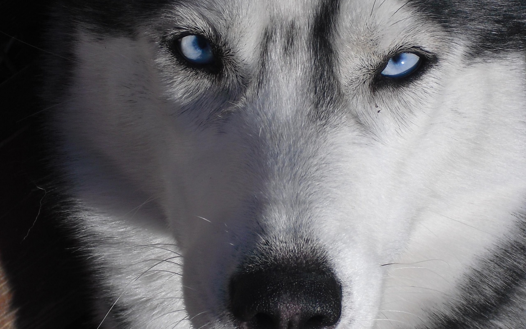 Собака с голубыми глазами обои