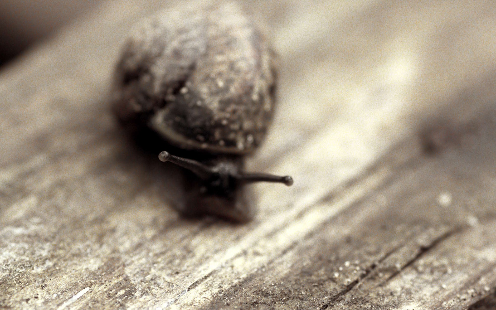 Улитка на ветке обои