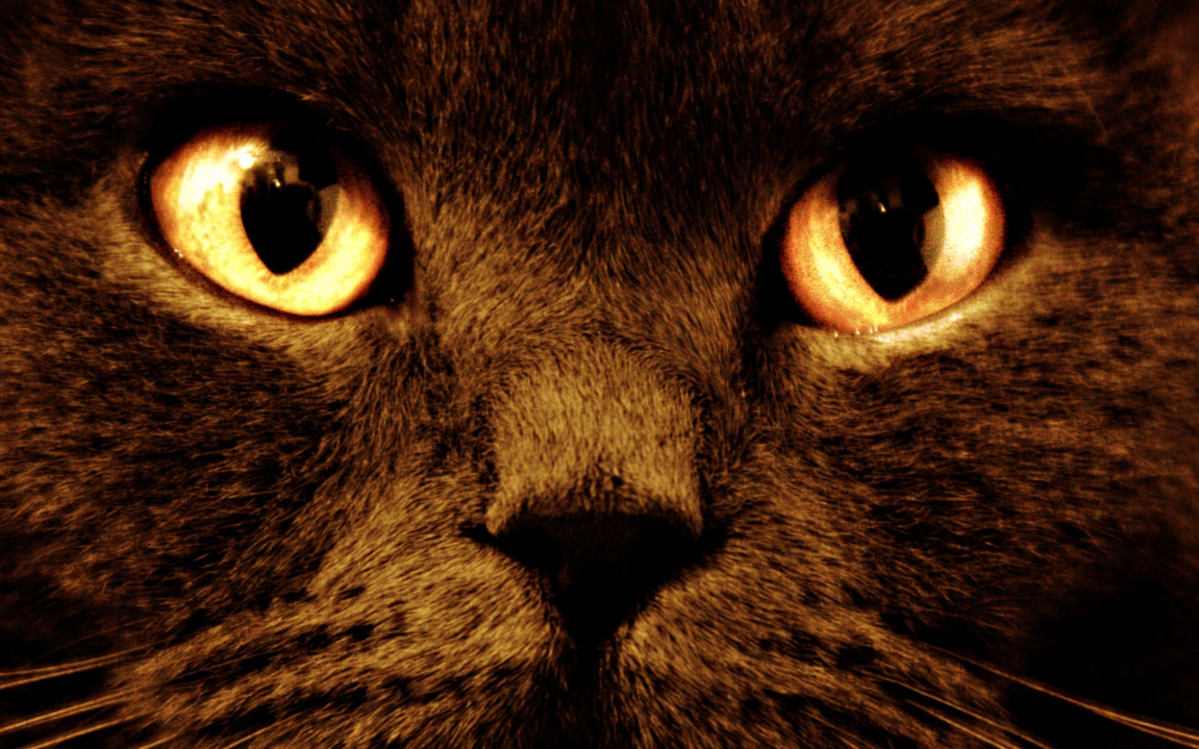 Черный кот с оранжевыми глазами обои