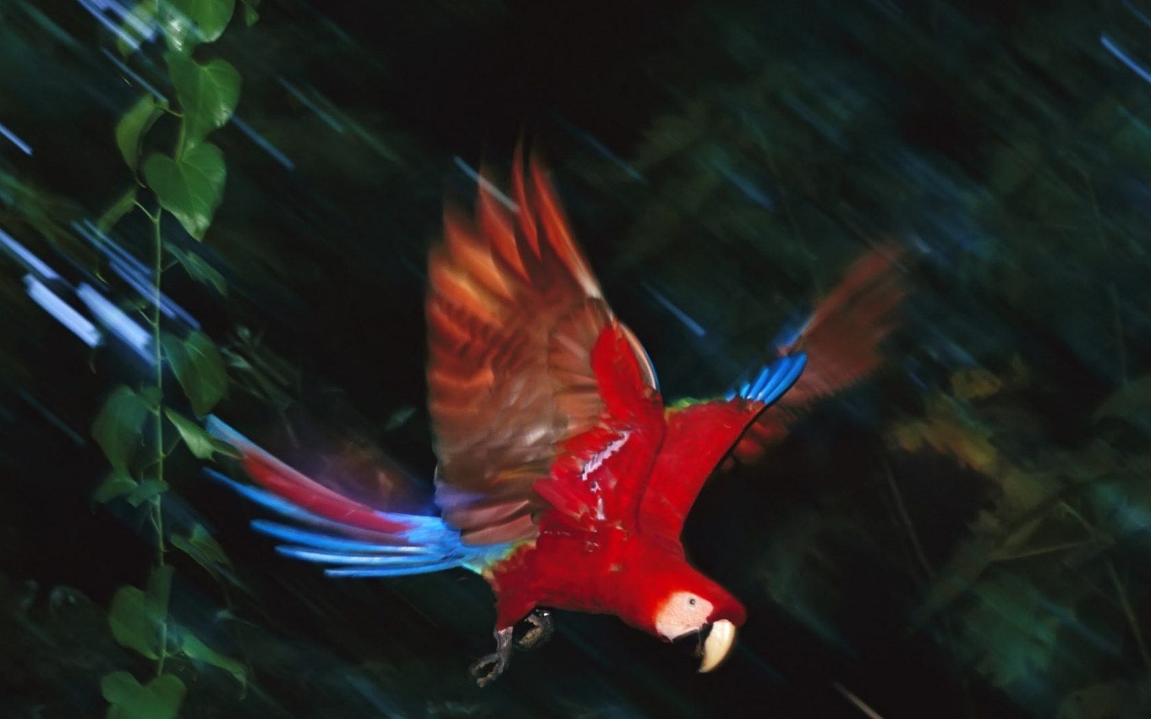 Рисованный ара обои