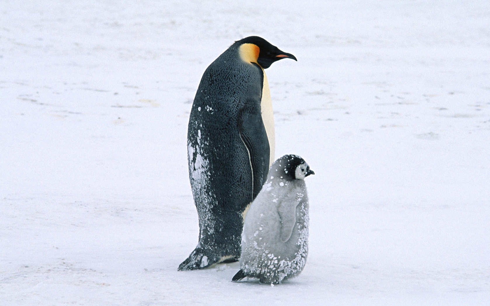 Пингвин с птенцом обои