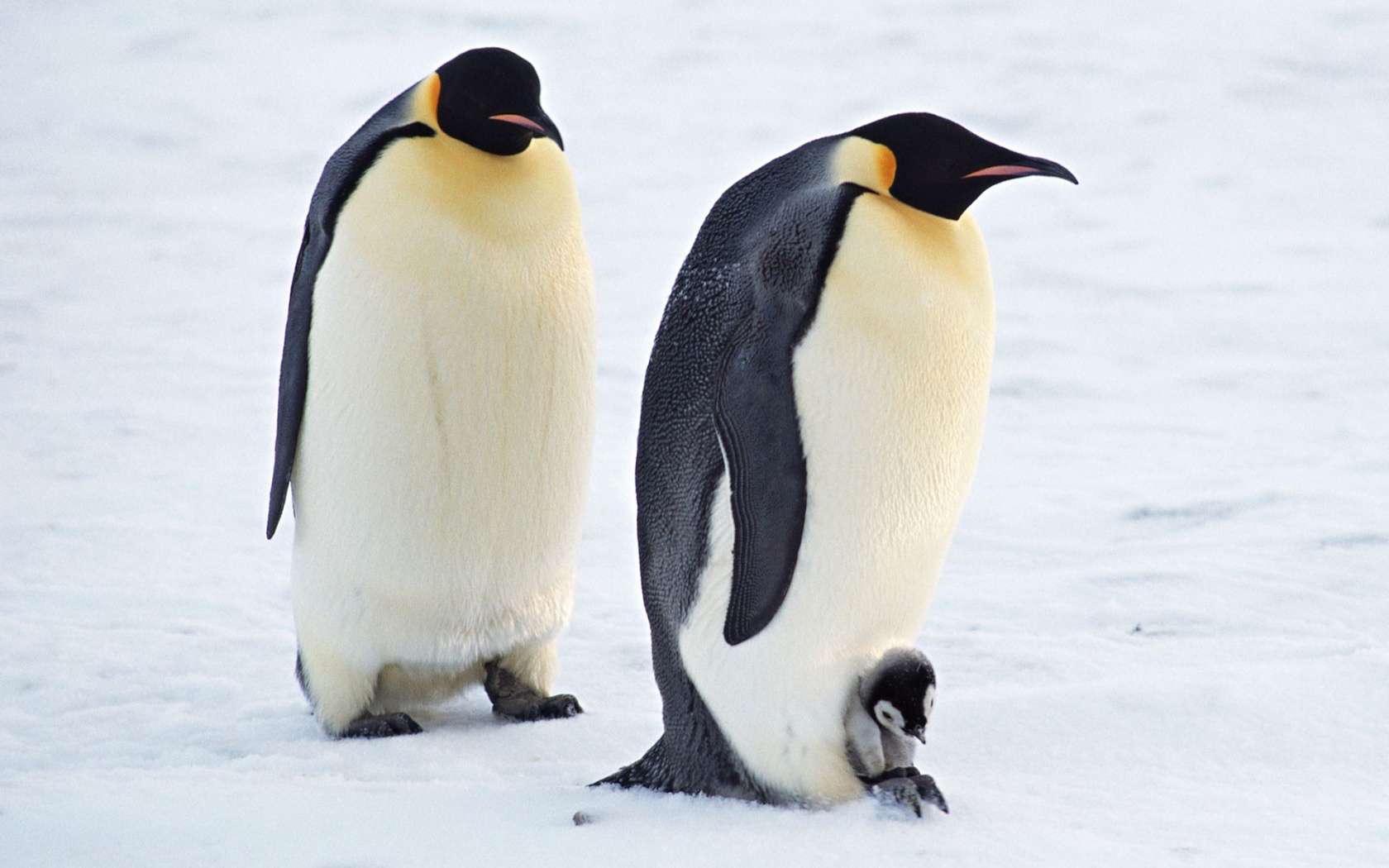 Семья пингвинов обои