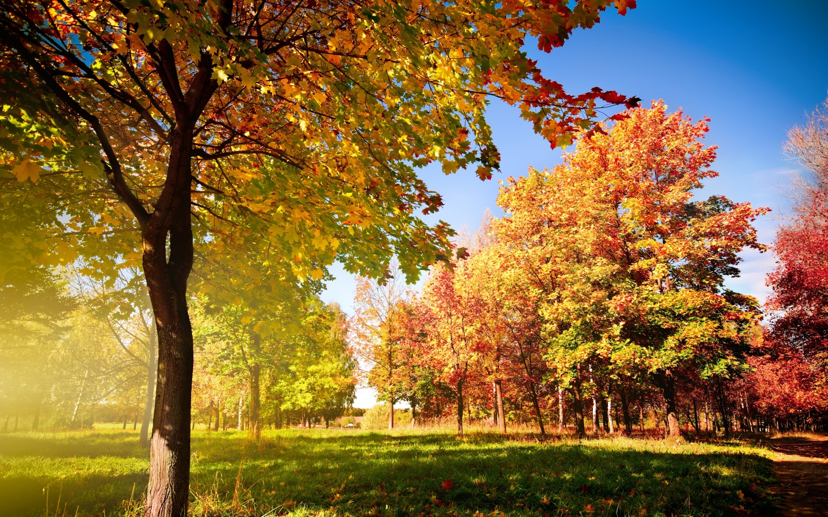 Осень в лесу обои