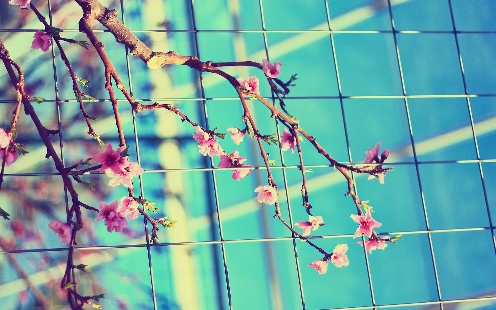 Ветка за сеткой обои