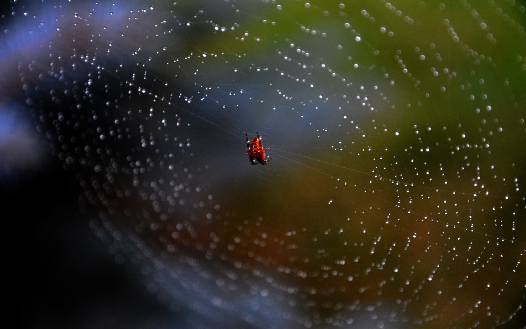Паук на паутине обои