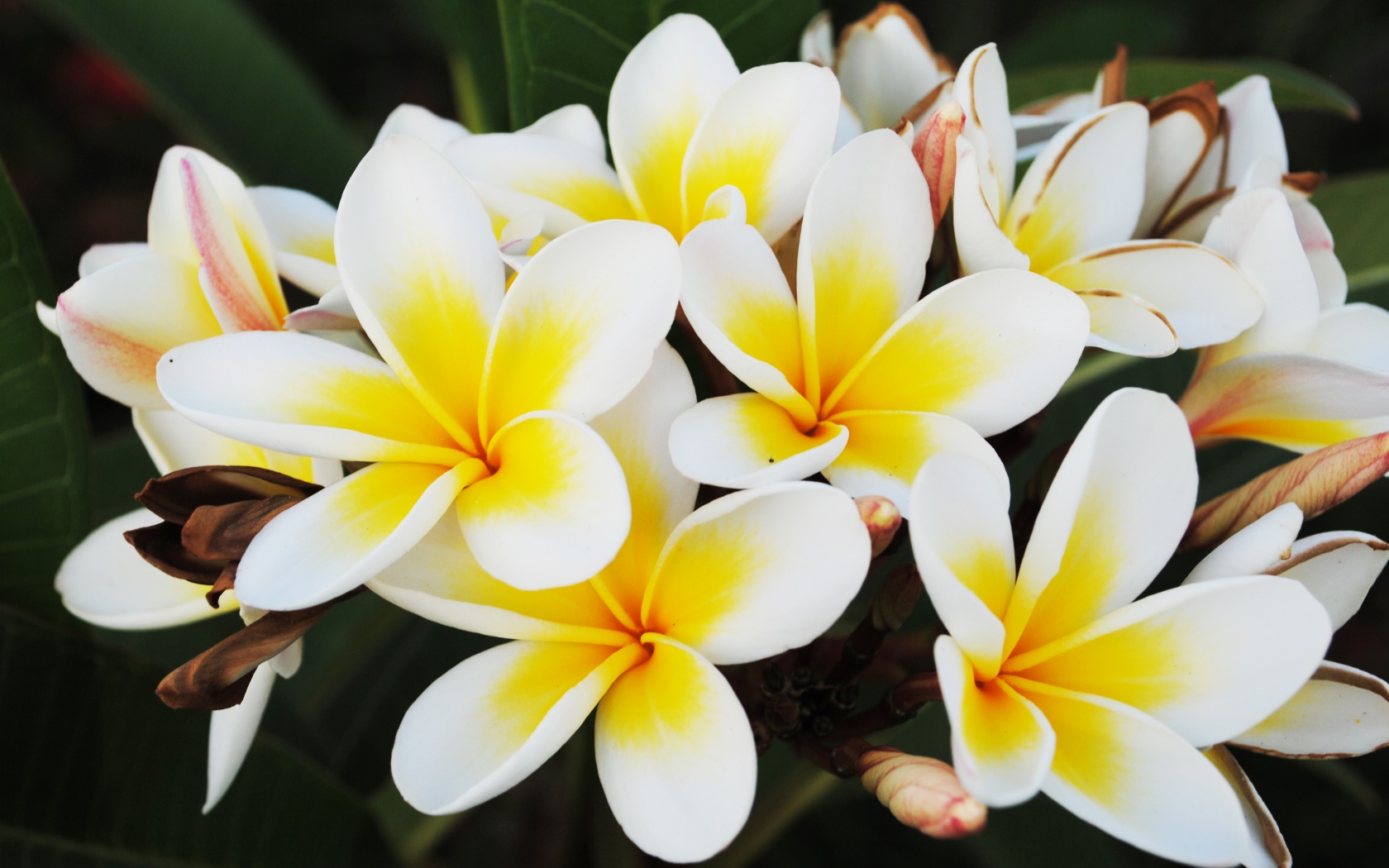 Прекрасные цветы обои