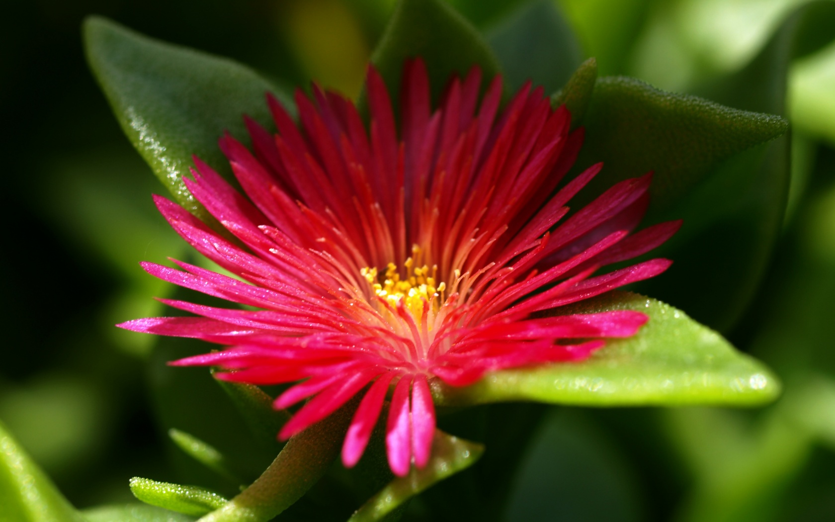 Чудесный цветок обои