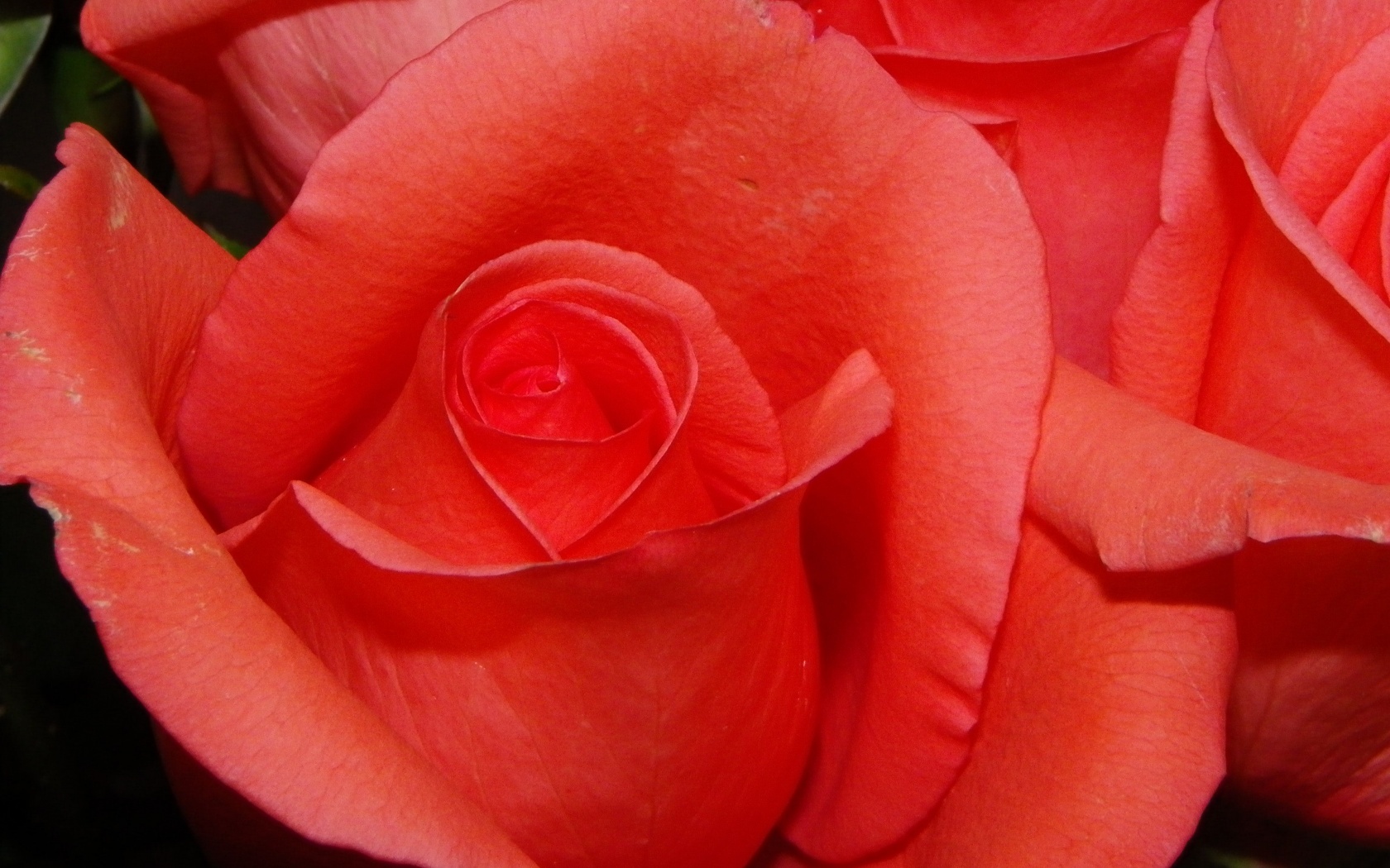 Бутон розы обои