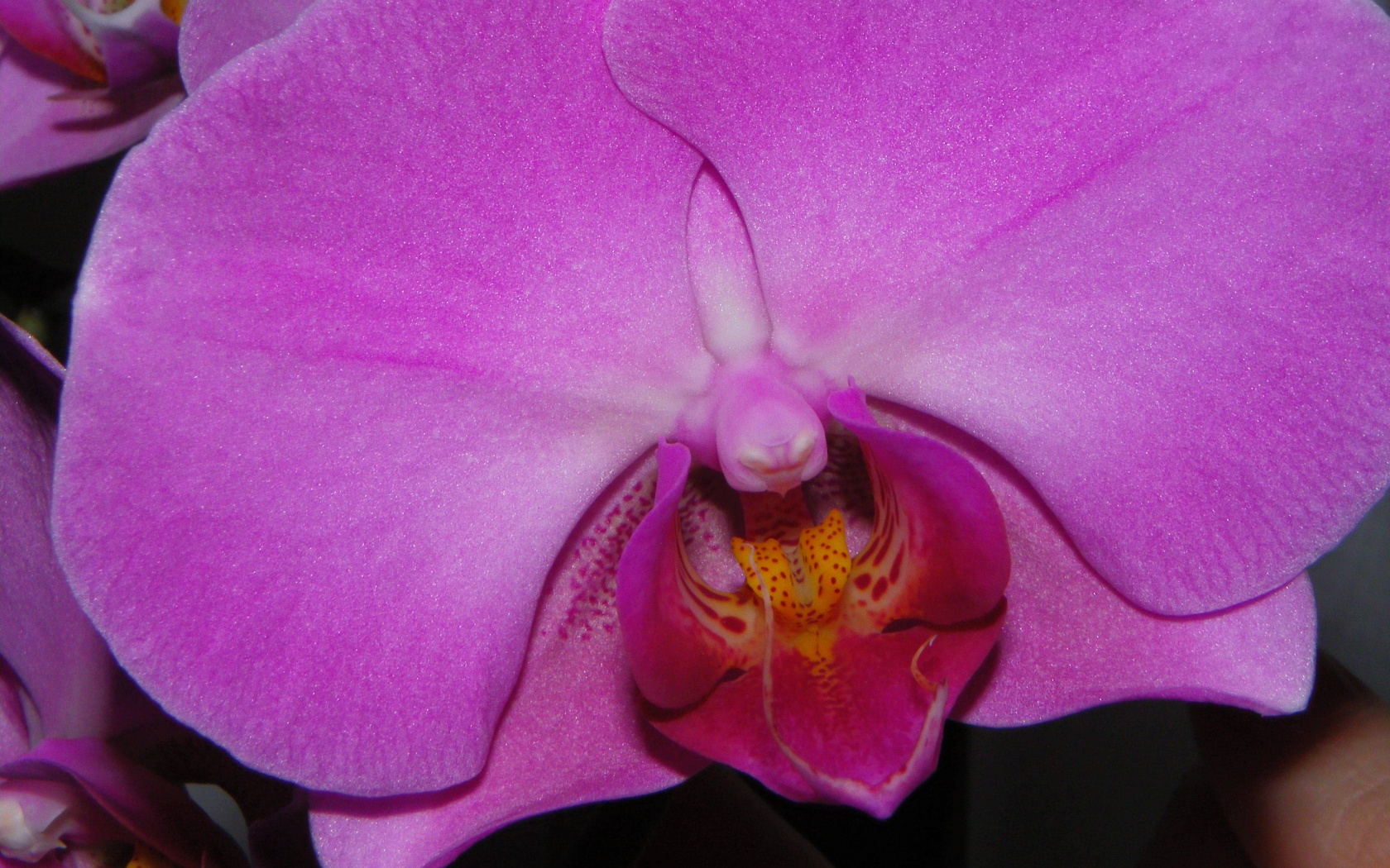Фиолетовая орхидея обои
