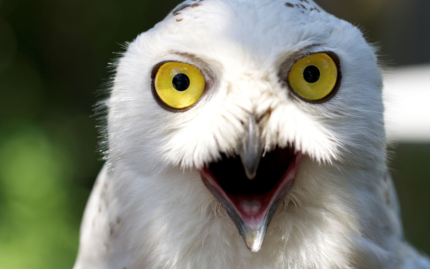 Сова в шоке! обои