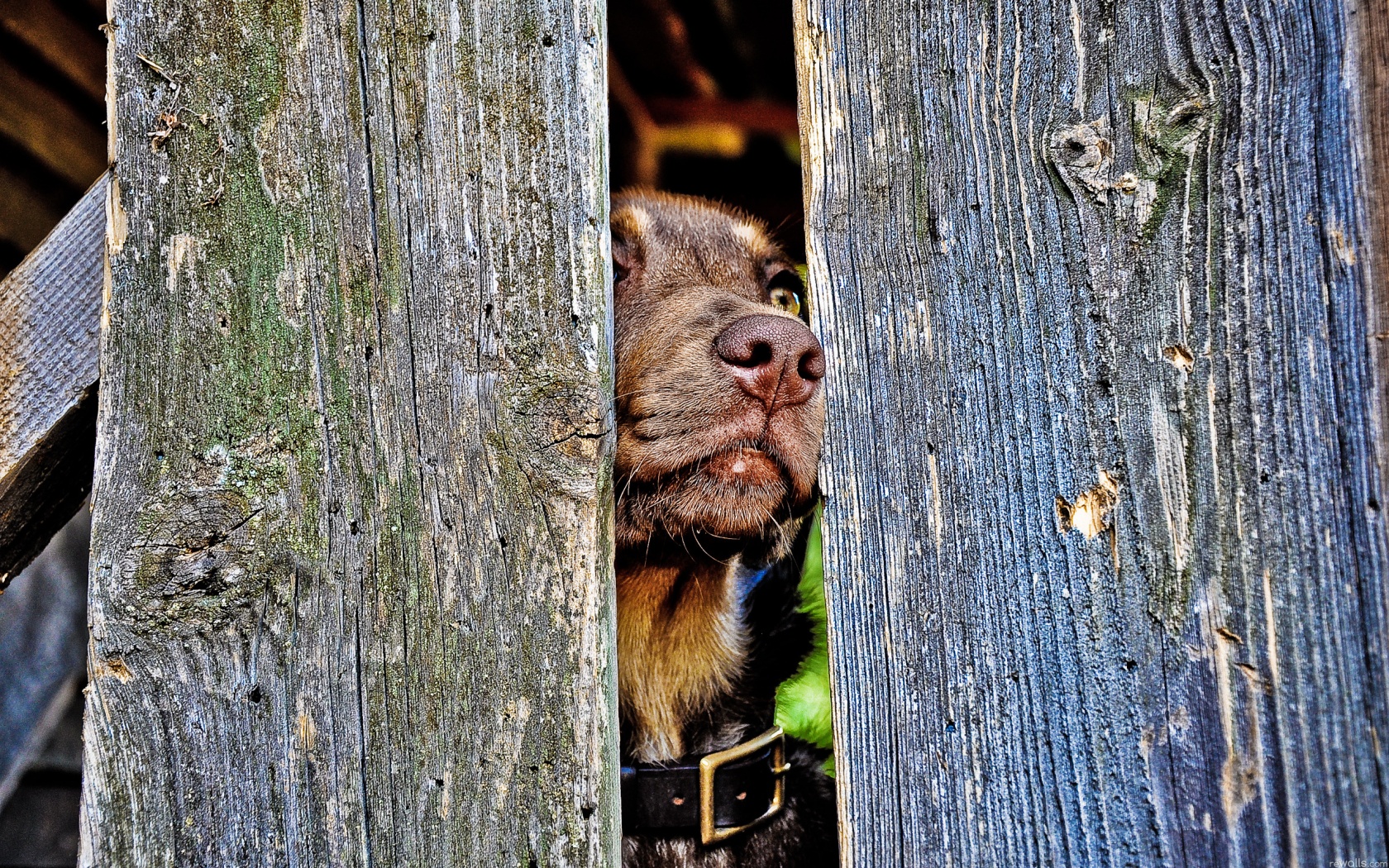 Собака выглядывает из-за забора обои
