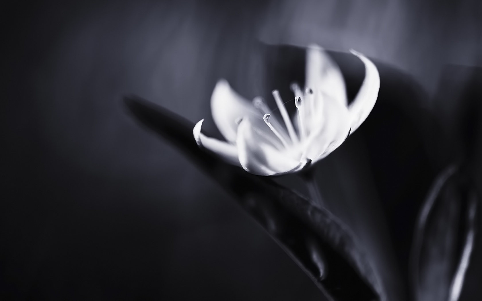 Белый цветок обои