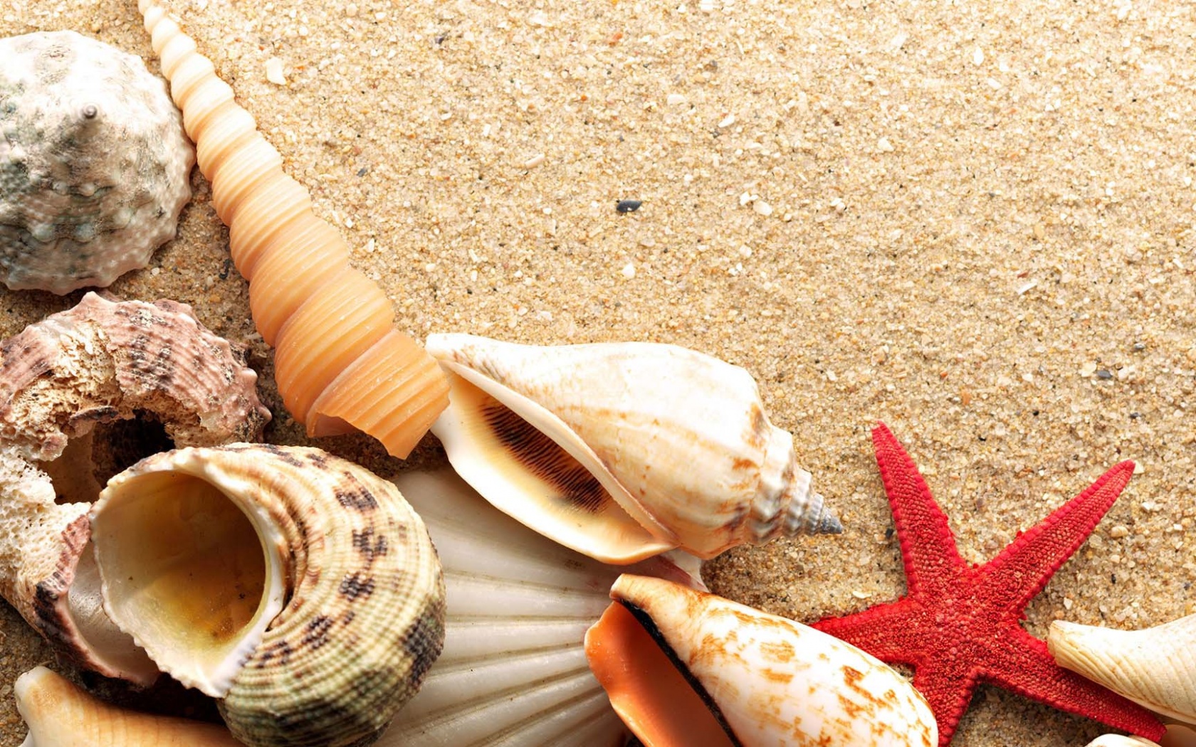 Морские раковины и звезды обои