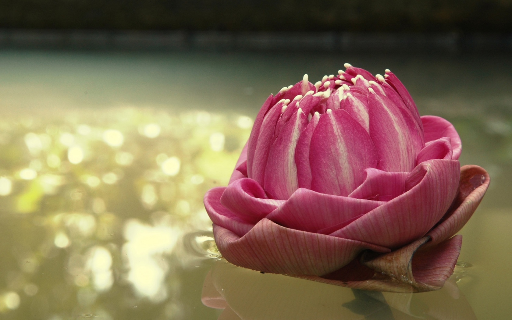 Водяной цветок обои