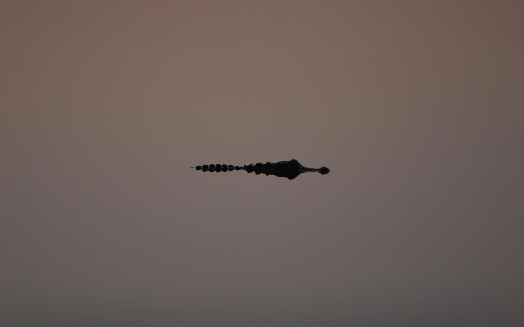 Алигатор обои